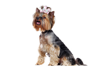 Side view full length portrait of a cute sitting Yorkshire Terrier in a white studio