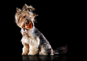 Side view picture of a sitting Yorkshire Terrier  isolated on black looking back