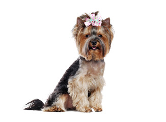 Sitting pretty Yorkshire Terrier  isolated over white background straight look into camera