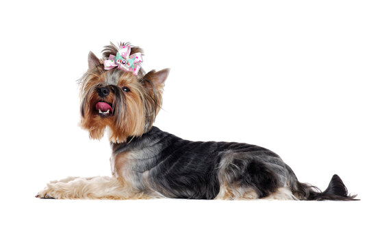 Laying Yorkshire Terrier Side view full length photo over white background looking up