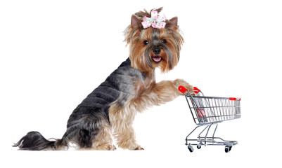 Yorkshire Terrier puppy with a shopping trolley on white background looking into the camera