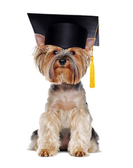 Yorkshire Terrier wearing mortar board isolated on white