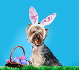 Yorkshire Terrier with a basket of easter eggs on the grass wearing bunny ears headband