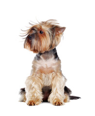 Yorkshire Terrier with a Tousled hairstyle
