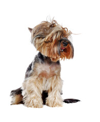 Yorkshire Terrier with tousled hair isolated over white background