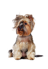 Yorkshire Terrier with wavy hairstyle isolated over white background