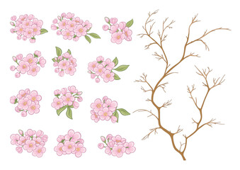 Cherry blossom tree. Clip art, element for design Vector illustration. In botanical style