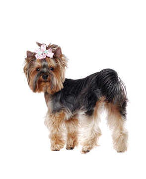 Yorkshire Terrier view from the back standing full length picture