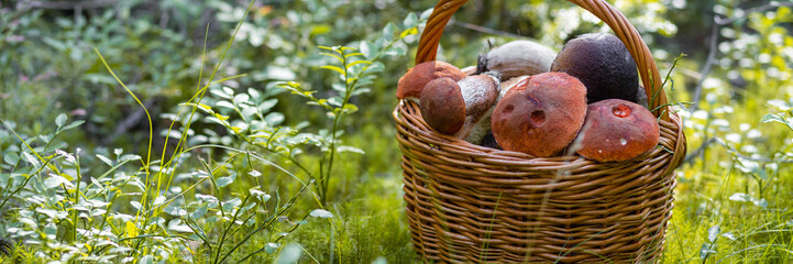 Forest mushroom boletus, cep, porcini, chanterelle collected in a wooden wicker basket. Late summer...