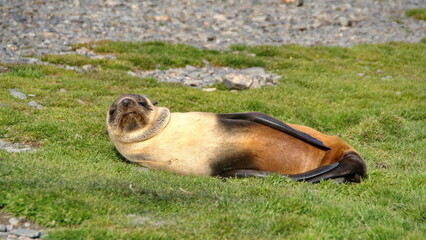 Antarctic fur seal (Arctocephalus gazella) lying in the grass at Stromness, South Georgia Island
