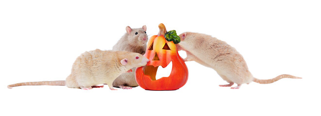 Obraz na płótnie Canvas A group of rats with a Halloween pumpkin isolated on white