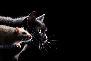 Collaje of a cat and a rat at the black background