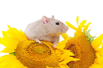 Pretty mouse with sunflowers pollen on the nose