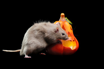 Pretty rat with a Halloween pumpkin isolated on black