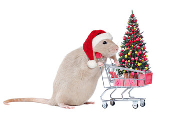 Rat in a Santa hat buying Christmas tree