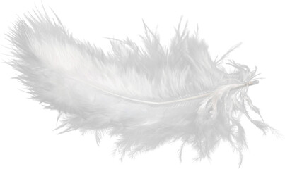 White Feather Isolated - obrazy, fototapety, plakaty