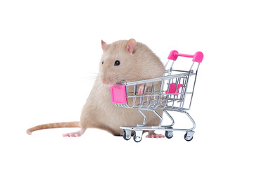 Rat with a shopping basket isolated on white background