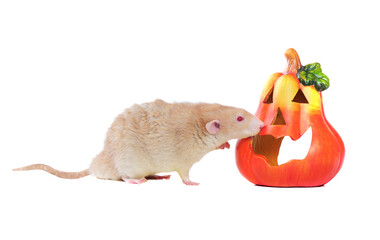 Red eyed rat checking Halloween carved pumpkin