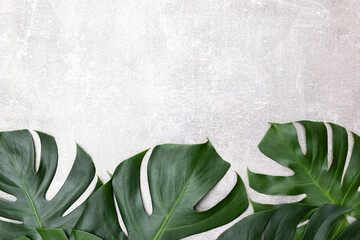 Tropical green monstera leaves on gray concrete table. Background for the presentation of cosmetic products. Selective focus, copy space © ClareM
