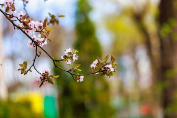 Blooming fruit trees in spring. Flowers on branches. Selective focus with blurred background and copy space for text