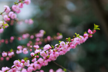 Blossoming sakura tree flower with selective focus on blurred background. Defocused backdrop copy space