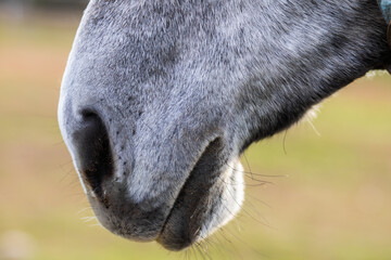 Gray horse nose close-up on a blurred green background