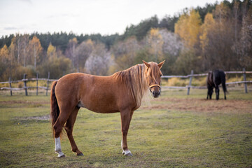 Portrait of a red horse in an aviary. The animal stands against the backdrop of a green forest