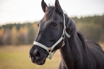 Obraz premium Portrait of a black horse head on a green forest background