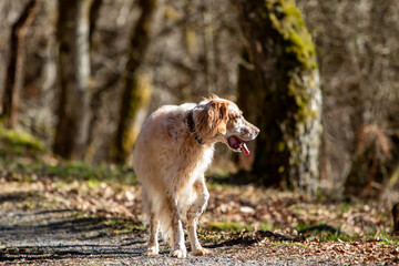 An English setter with tongue hanging out.