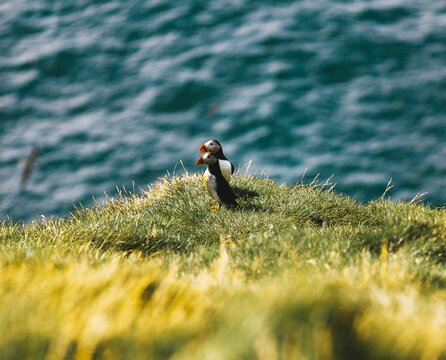 Pair of puffins on a grass with a background of a sea