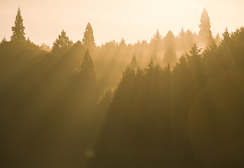 朝日が差し込む静寂な森の光景