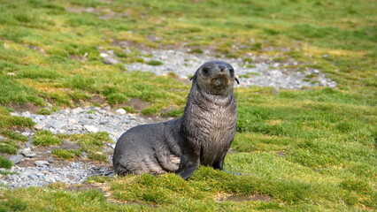 Obraz premium Antarctic fur seal (Arctocephalus gazella) in the grass at Stromness, South Georgia Island