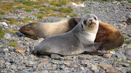 Antarctic fur seals (Arctocephalus gazella) at Stromness, South Georgia Island