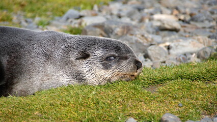 Obraz premium Close up of an Antarctic fur seal (Arctocephalus gazella) lying down at Stromness, South Georgia Island