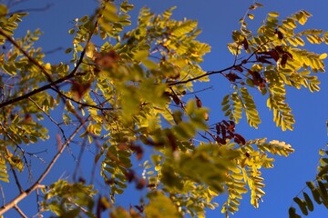 Autumn landscape painted with a brush of nature in bright colors of autumn tree leaves in the park against the blue sky selective focus, bokeh, blurred background