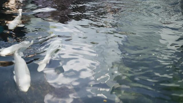 Amur carp swim slowly in an open pond. Relaxation. Close-up.