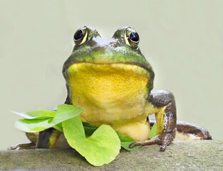 A Focus Stacked Close-up Image of a Green Frog Sitting on a Rock Next to a Pond