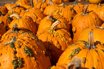 Large, deformed pumpkins in a pumpkin patch, useful for autumn and fall backgrounds