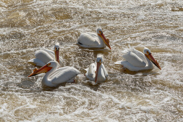 American White Pelicans Fishing At The Fox River Dam At De Pere, Wisconsin