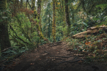 Obraz premium footpath in the woods