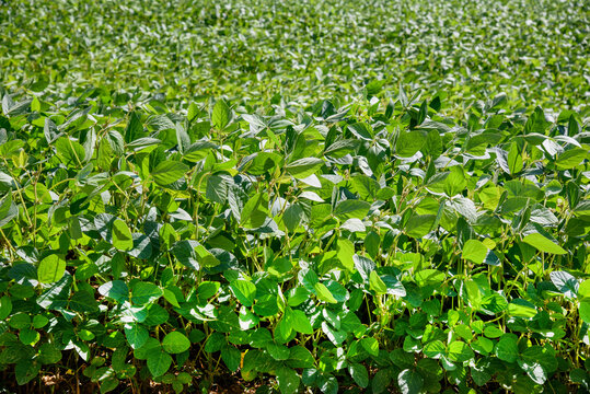 Rows of soy plants in a cultivated farmers field
