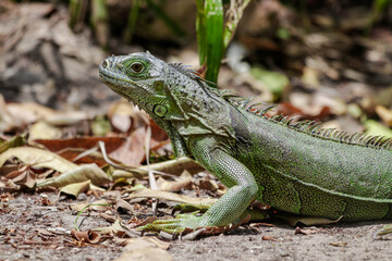Green Iguana in Belize