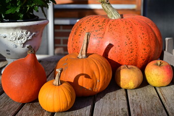 Orange pumkins in different sizes as a closeup
