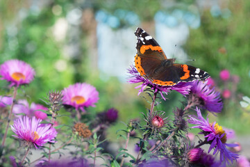 A butterfly sitting on a flower on a defocused background of the house. Selective focus