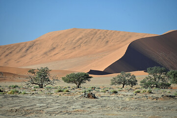 Sand Dunes edged with Trees in Desert Environment in Namibia