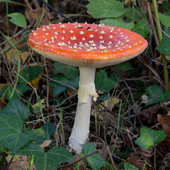 Fly agaric square
