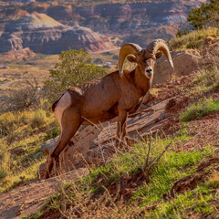 Big horn sheep at Colorado National Monument
