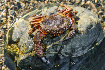 Sea crab on the stone. Large dead crab closeup. Empty shell of a nautical animal.