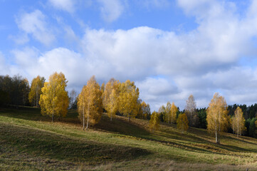 Bright yellow birch trees in autumn. Rural landscape with trees