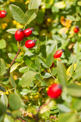 Dzika róża © Adrian White